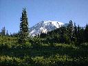 Mt. Rainier from Paradise